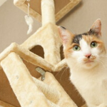 おすすめキャットタワー 2匹の大型猫におしゃれな据え置きタイプを楽天で購入