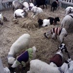 白いアルビノ動物『ALBINO ANIMALS』@セントラル・バンナー