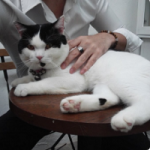 抱っこできる猫カフェ【Linkedcafe】チャトチャック市場 in バンコク